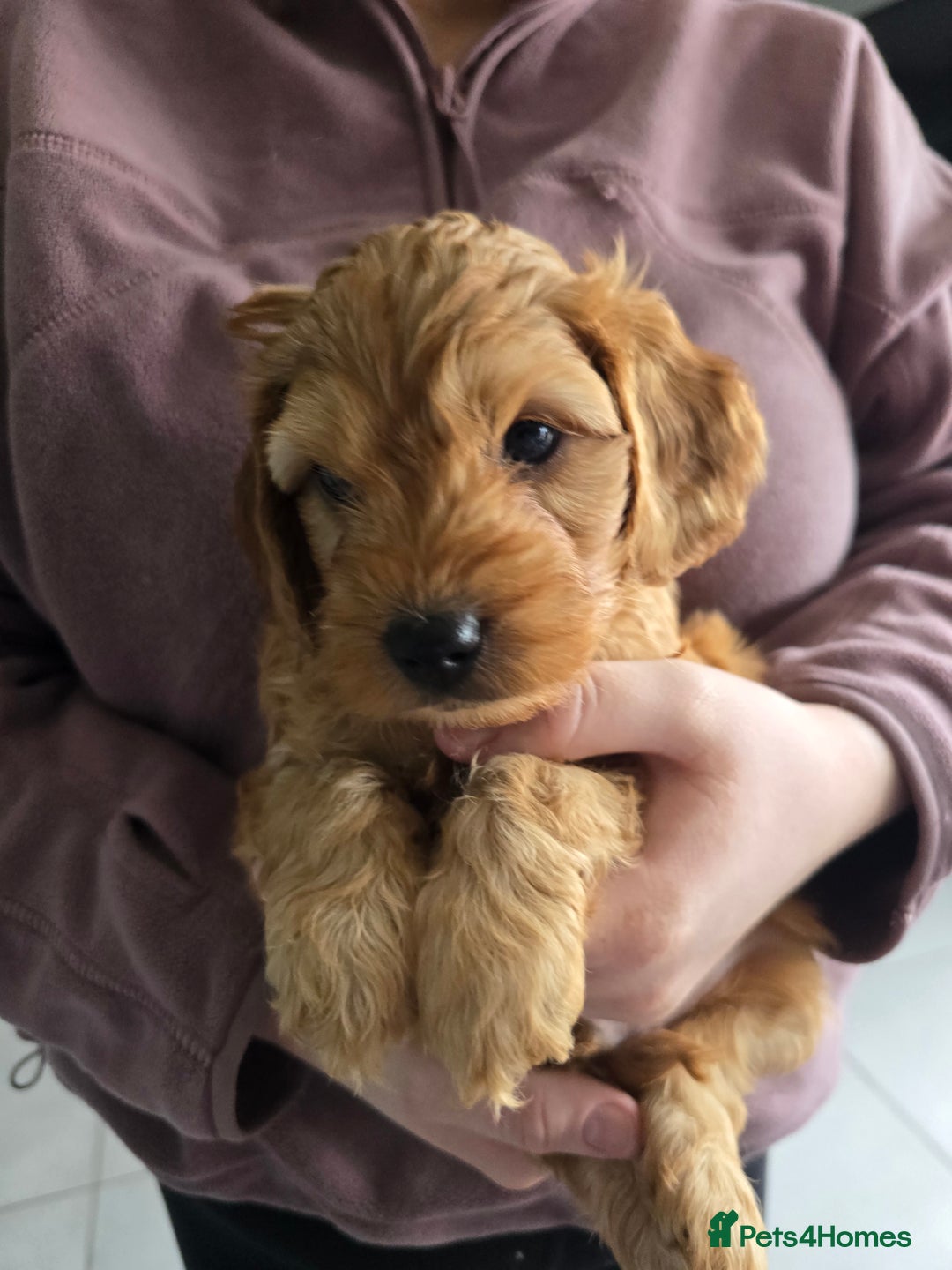 Cockapoo dogs for sale: F1B Red Cockapoo Pups - Image 17