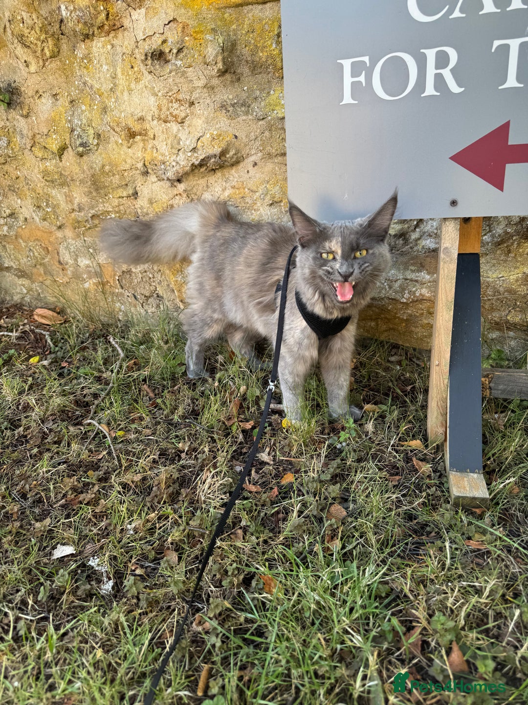 Maine Coon cats for sale: Beautiful Maine coon Female  - Advert 2