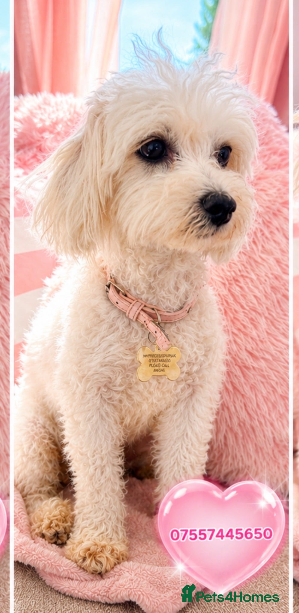 Maltese dogs Maltese female fully health tested  - Advert 1