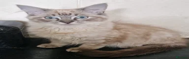 Ragdoll Kitten 4