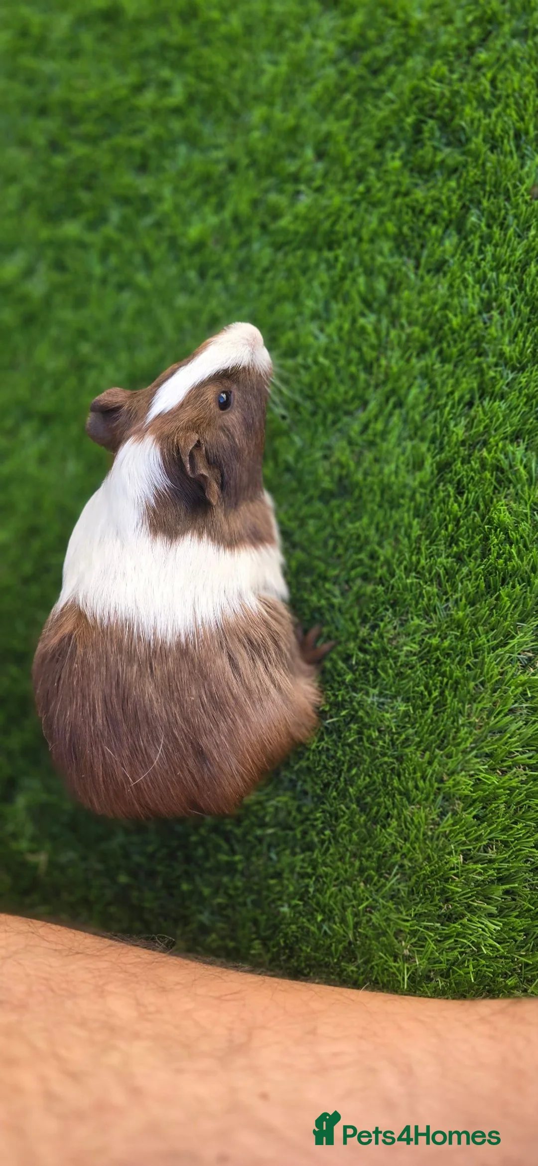 Guinea Pig rodents for sale: A LOVELY FEMALE AMERICAN GUINEA PIG 8 MONTHS - Advert 2