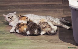 British Shorthair cats for sale: Kittens - Image 13