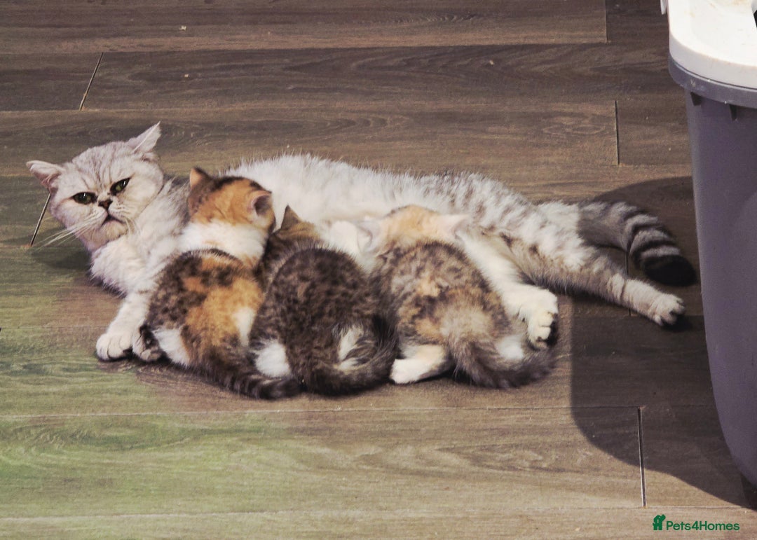 British Shorthair cats for sale: Kittens - Image 13