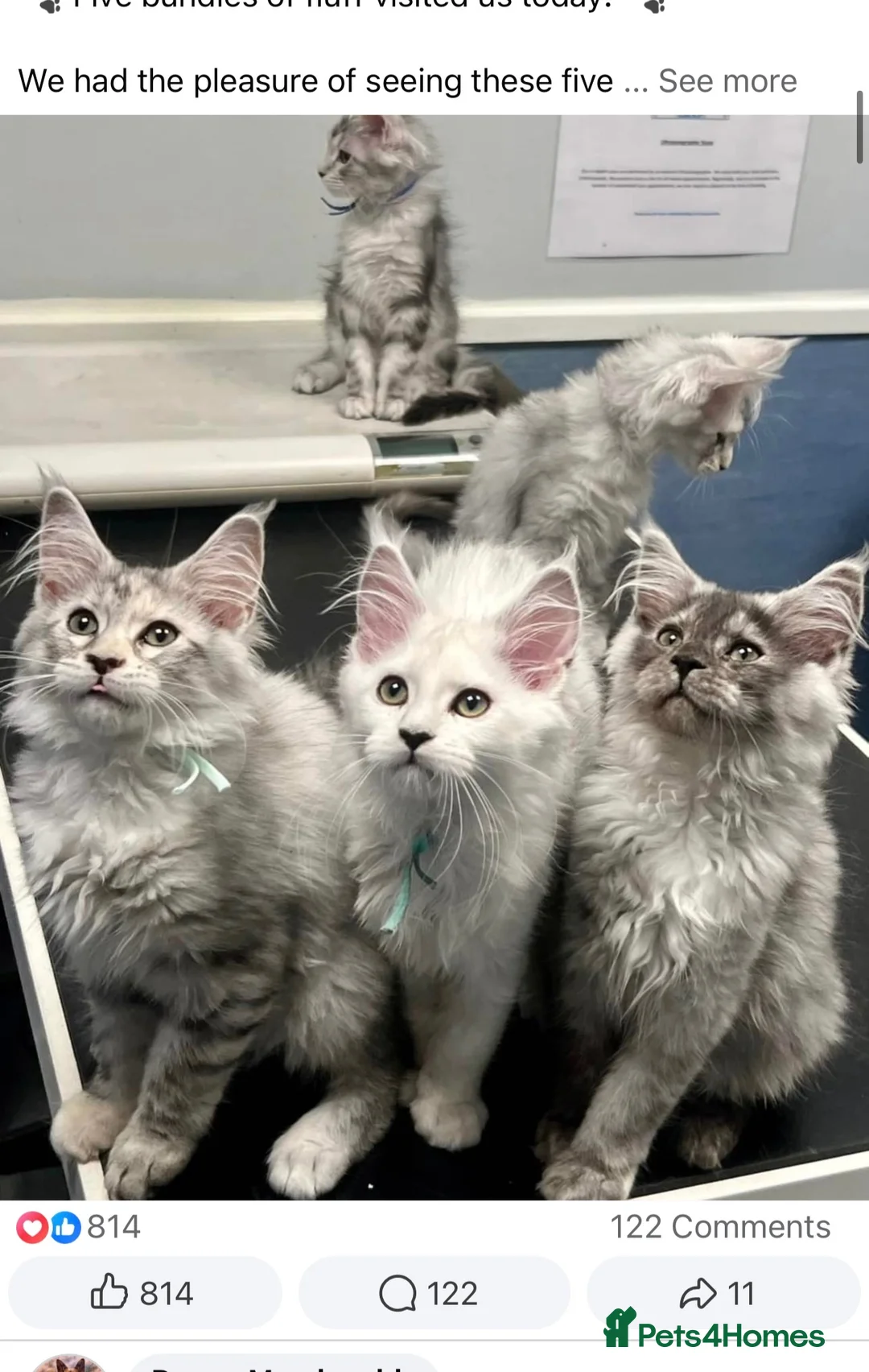Maine Coon cats for sale: Maine Coon kittens READY TO LEAVE/3girls left - Advert 2