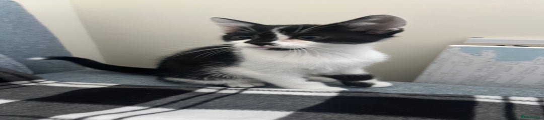 British Longhair Kitten 2