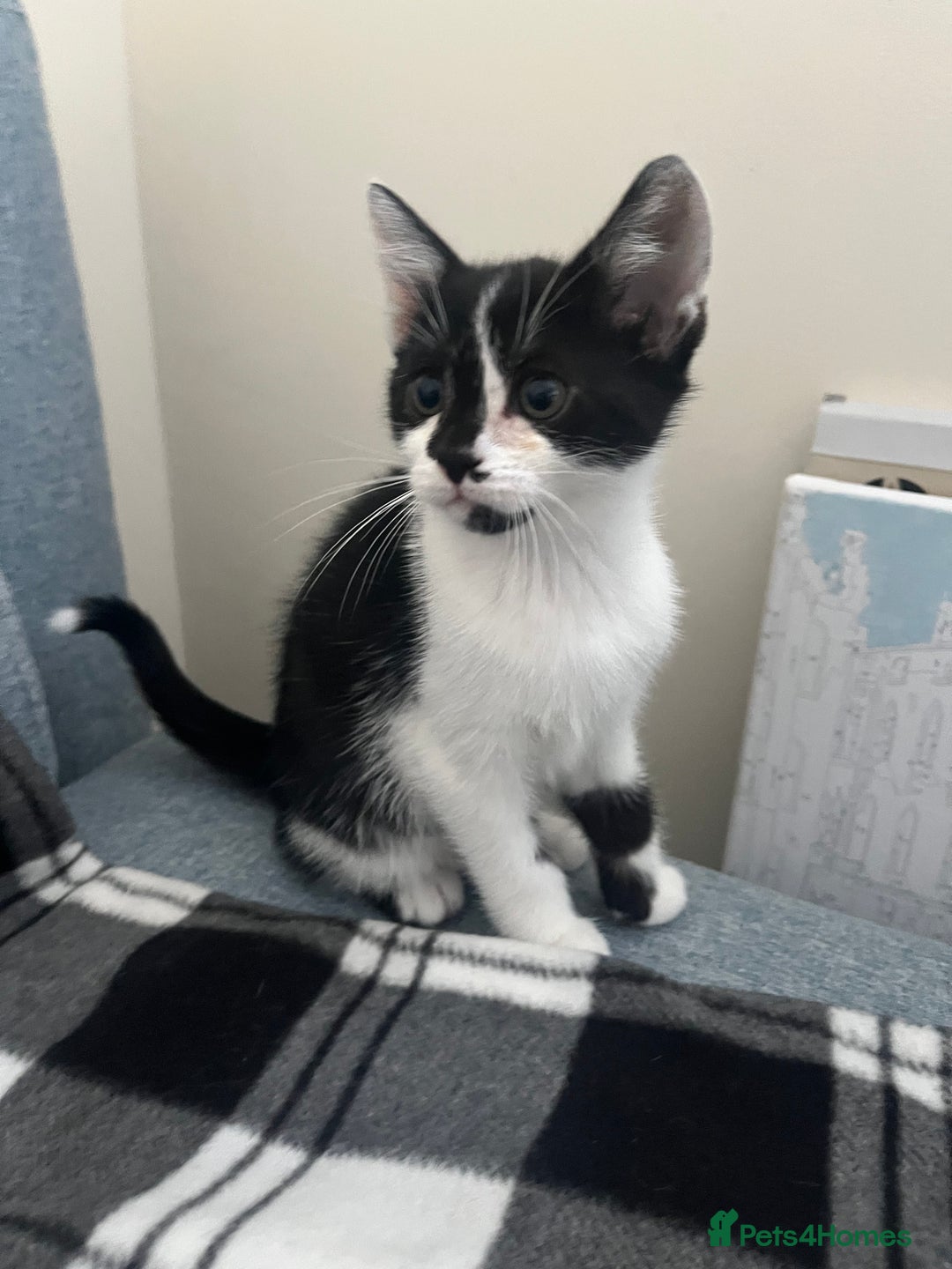 British Longhair cats for sale: Bengal x british long hair mix kittens - Image 1
