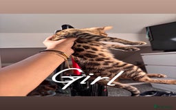 Bengal cats for sale: Bengals  - Image 2