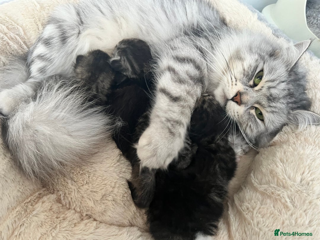 Siberian cats for sale: 🩶🩵Traditional Siberian Babies🩵🩶 - Advert 7