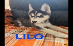 Utonagan dogs for sale: BEAUTIFUL MALAMUTE X HUSKY PUPS - Image 3