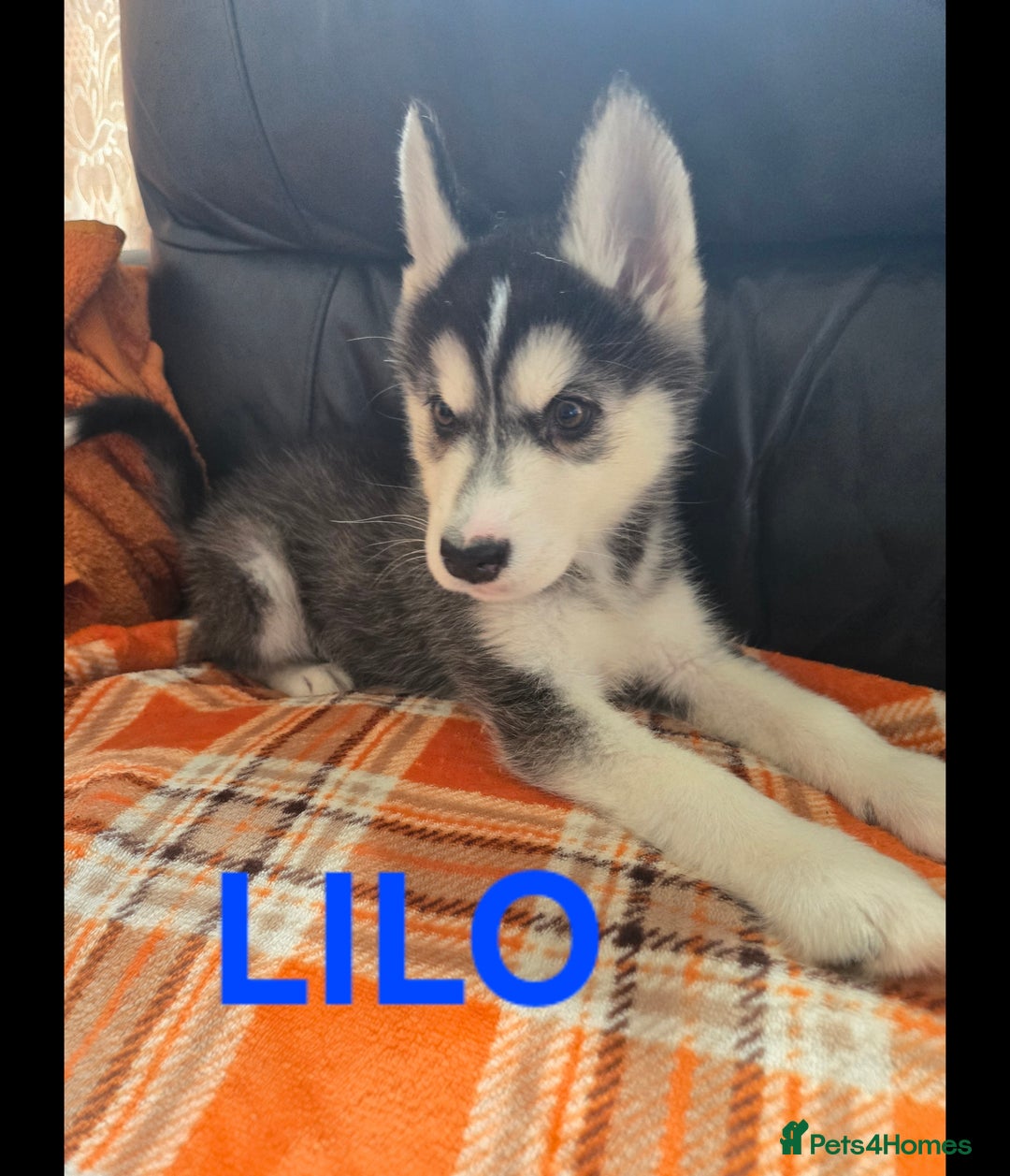 Utonagan dogs for sale: BEAUTIFUL MALAMUTE X HUSKY PUPS - Image 3