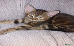 Mixed Breed cats for sale: Lovely confident kittens - Image 6