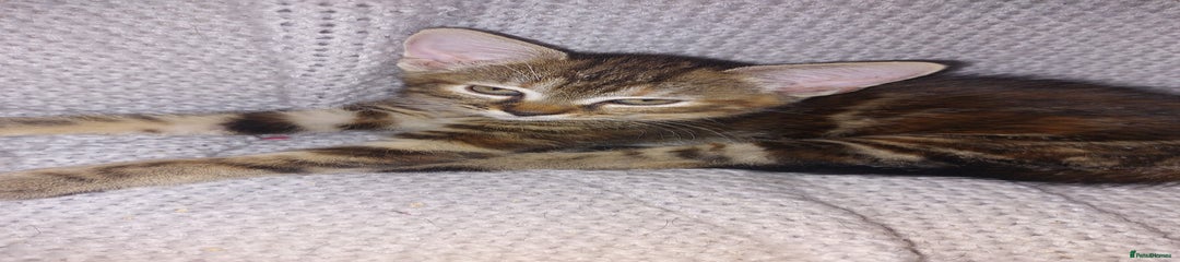 Brown female tabby