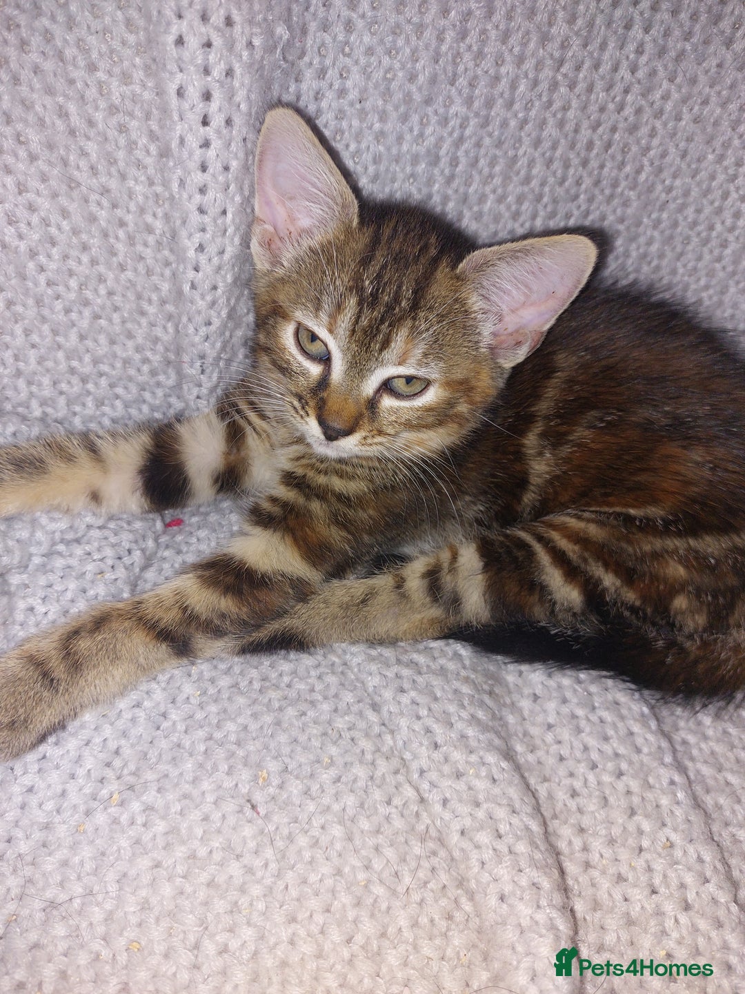Mixed Breed cats for sale: Lovely confident kittens - Image 6