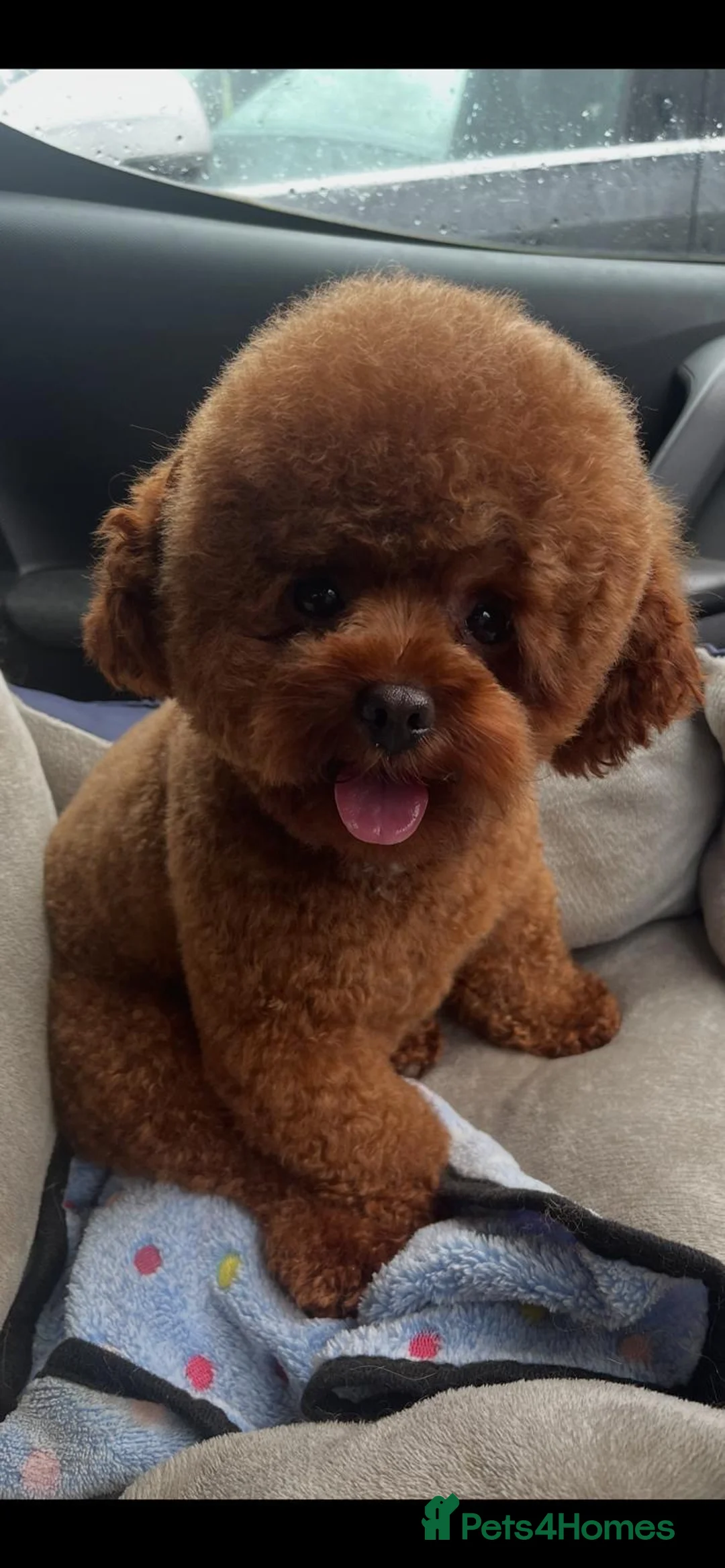 Mixed Breed dogs for sale: Toy Poodle Mix Puppies – Home Raised - Advert 4