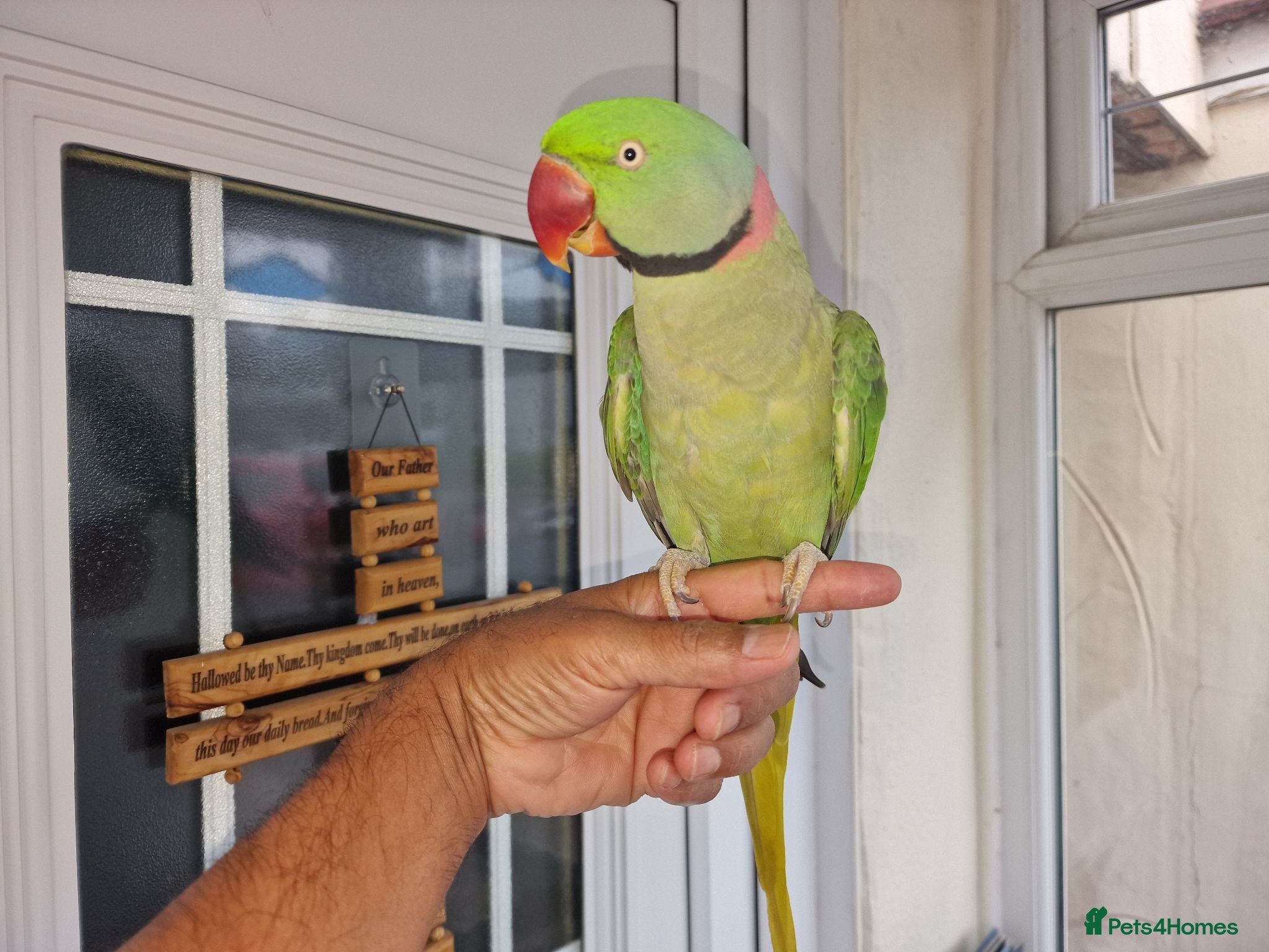 Parrots birds Tamed Alexanderian Talking Parrot for sale - Advert 22