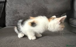 American Shorthair cats for sale: Smart stunning mixed colour kittens  - Image 7