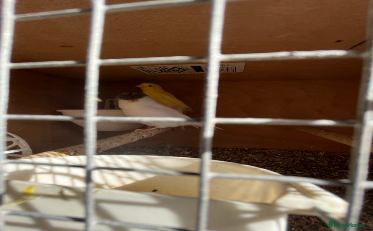 Canaries birds - Advert 1