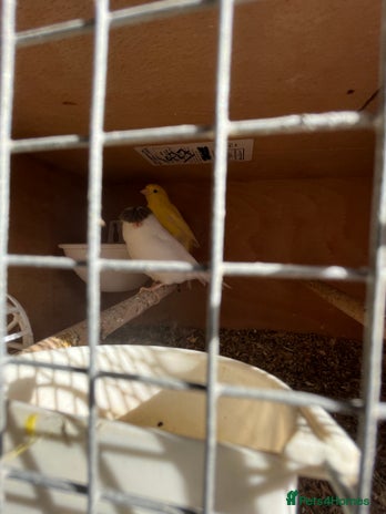 Canaries birds - Advert 1
