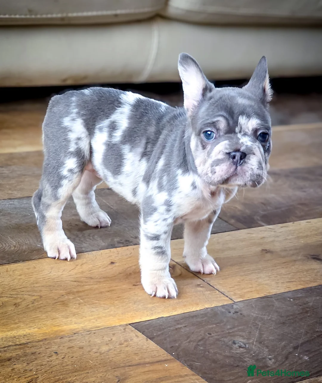 French Bulldog dogs for sale: Top Quality french bulldog puppies Available  - Advert 8