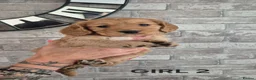 Cocker Spaniel dogs for sale: Gorgeous golden cocker spaniel  - Advert 1
