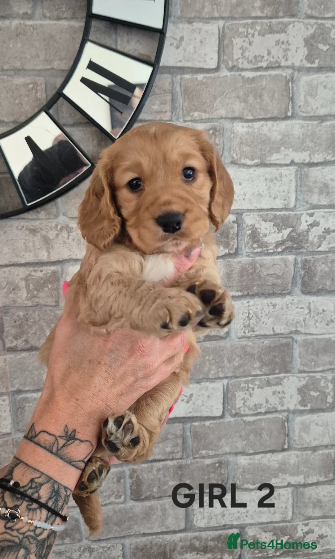 Cocker Spaniel dogs for sale: Gorgeous golden cocker spaniel  - Advert 1