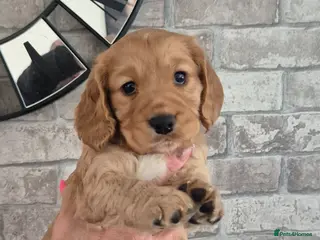 Cocker Spaniel dogs Gorgeous golden cocker spaniel - Advert 1