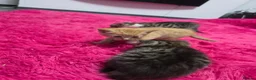 Mixed Breed cats for sale: Beautifull kittens ready to go  - Advert 18