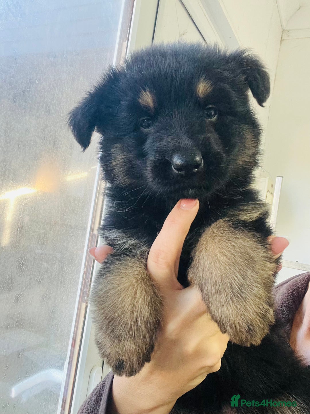 German Shepherd dogs for sale: Outstanding litter KC Reg German Shepherd puppies - Advert 9