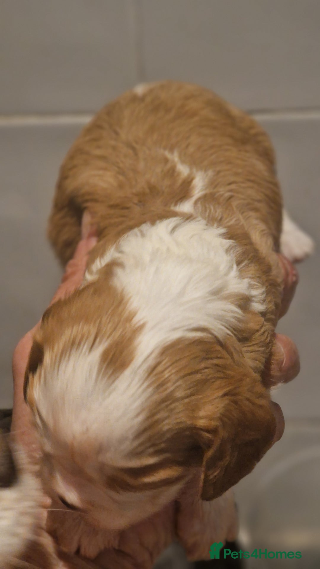 Cavalier King Charles Spaniel dogs for sale: Gorgeous k.c registered cavalier puppies  - Image 9