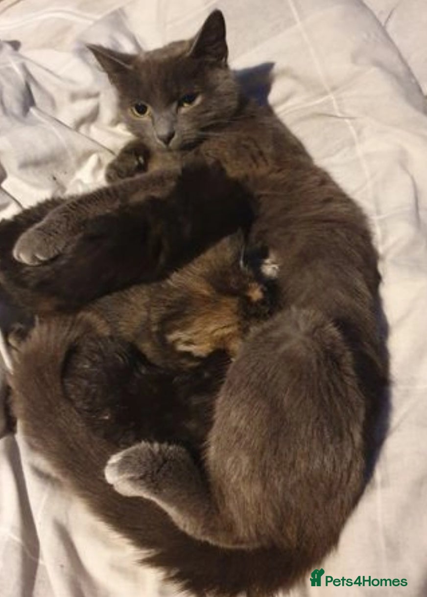 Russian Blue cats Russian bkue x bengal 4 female kittens  - Advert 1