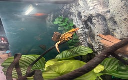 Gecko reptiles for sale: Female crested gecko  - Advert 1