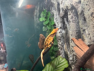 Gecko reptiles for sale: Female crested gecko - Advert 1