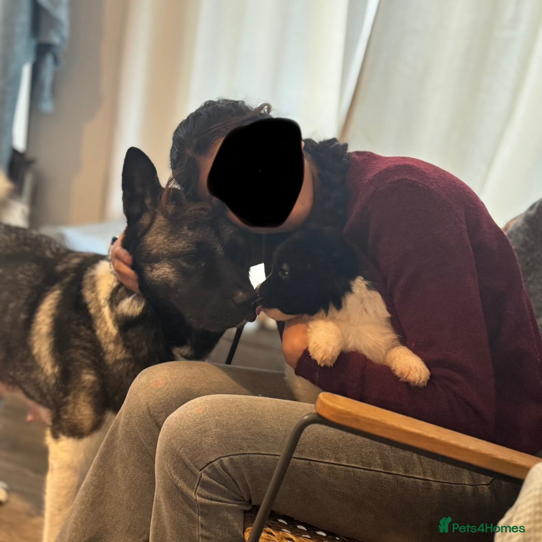 Akita dogs for sale: Quality Family Raised American Akita Puppies - Advert 33