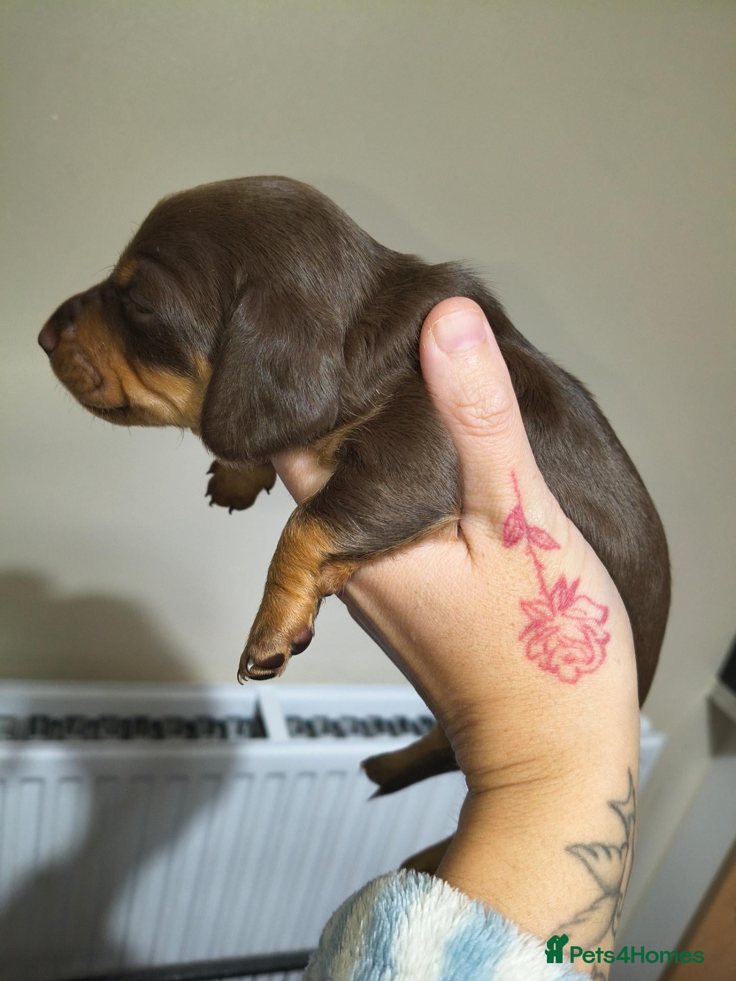 Miniature Dachshund dogs Miniature Dachshund pups  - Advert 5