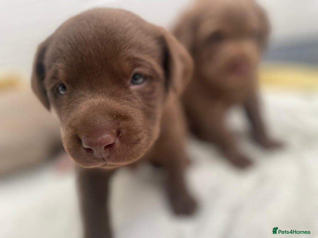 Labrador Retriever dogs for sale: 1 stunning boy left  - Image 7