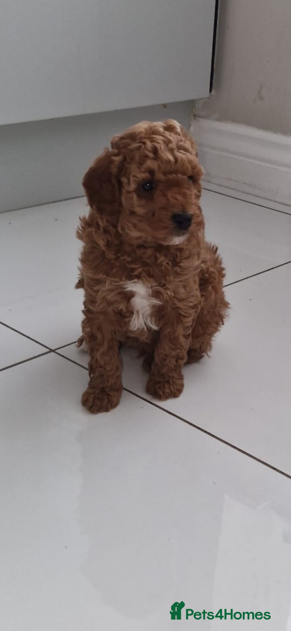 Toy Poodle dogs Kc registered exceptional toy poodle fox red  - Advert 2