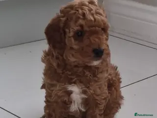 Toy Poodle dogs Kc registered exceptional toy poodle fox red - Advert 5