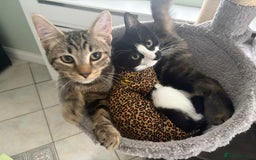 Mixed Breed cats for sale: Two 7 month old  - Image 2