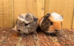 Guinea Pig rodents for sale: 2 sows and 2 boars  - Image 1