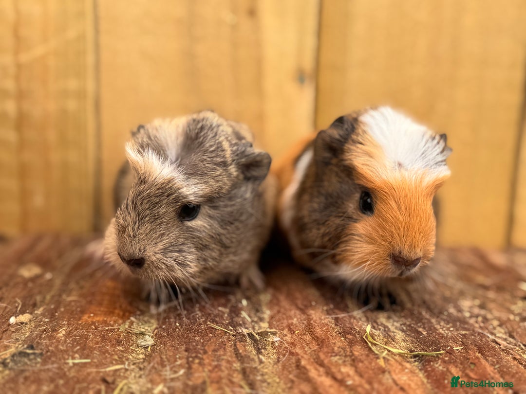 Guinea Pig rodents for sale: 2 sows and 2 boars  - Image 1