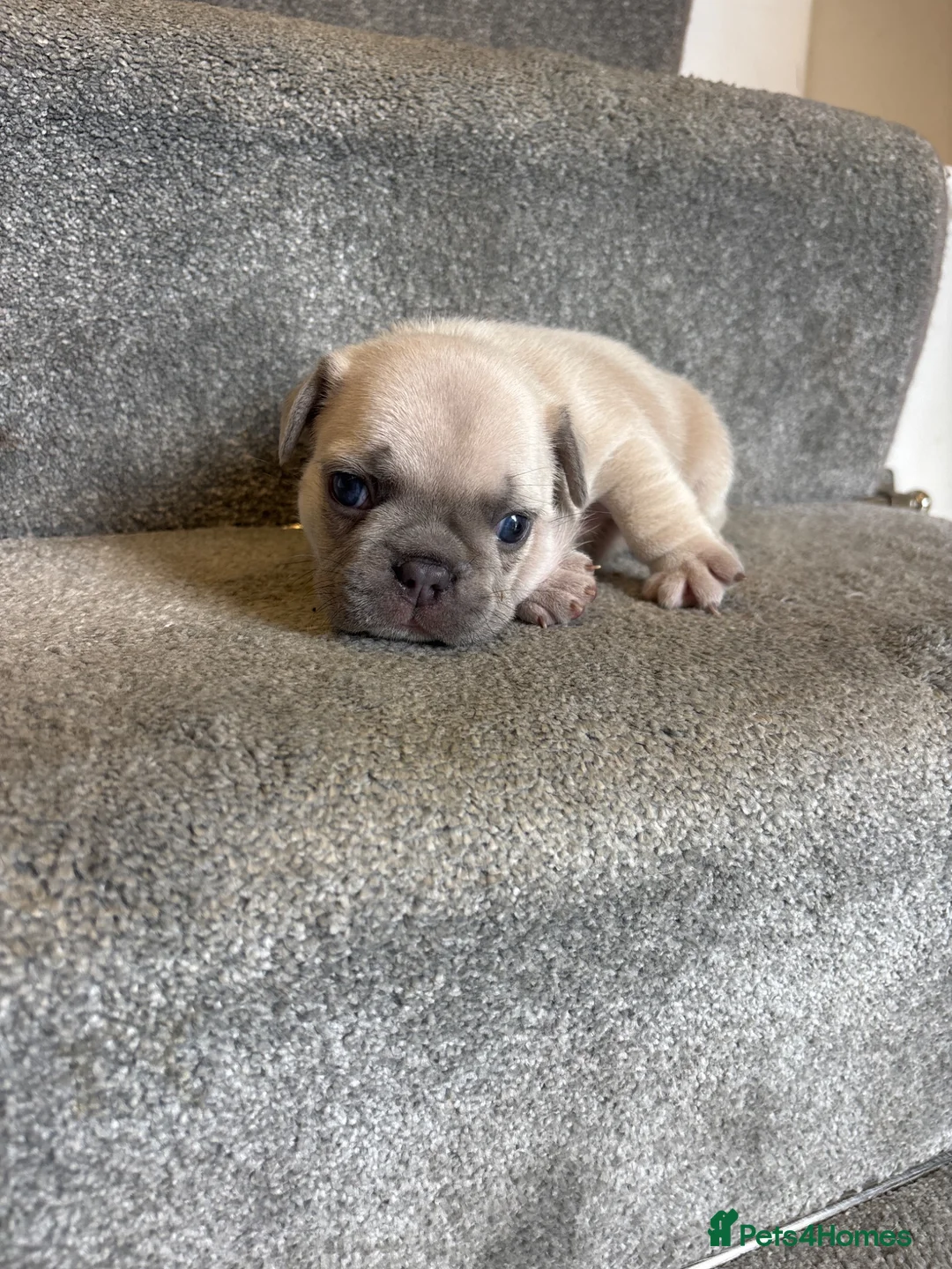 French Bulldog dogs for sale: 🩷READY NOW.. Gorgeous litter of Frenchies🩷  - Advert 23