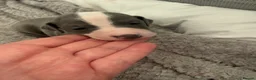 Italian Greyhound dogs for sale: 2 LEFT KC Italian greyhound puppies  - Advert 32