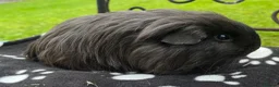 Guinea Pig rodents for sale: Guinea pigs 🐹  - Advert 3