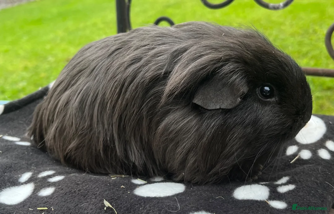 Guinea Pig rodents for sale: Guinea pigs 🐹  - Advert 3