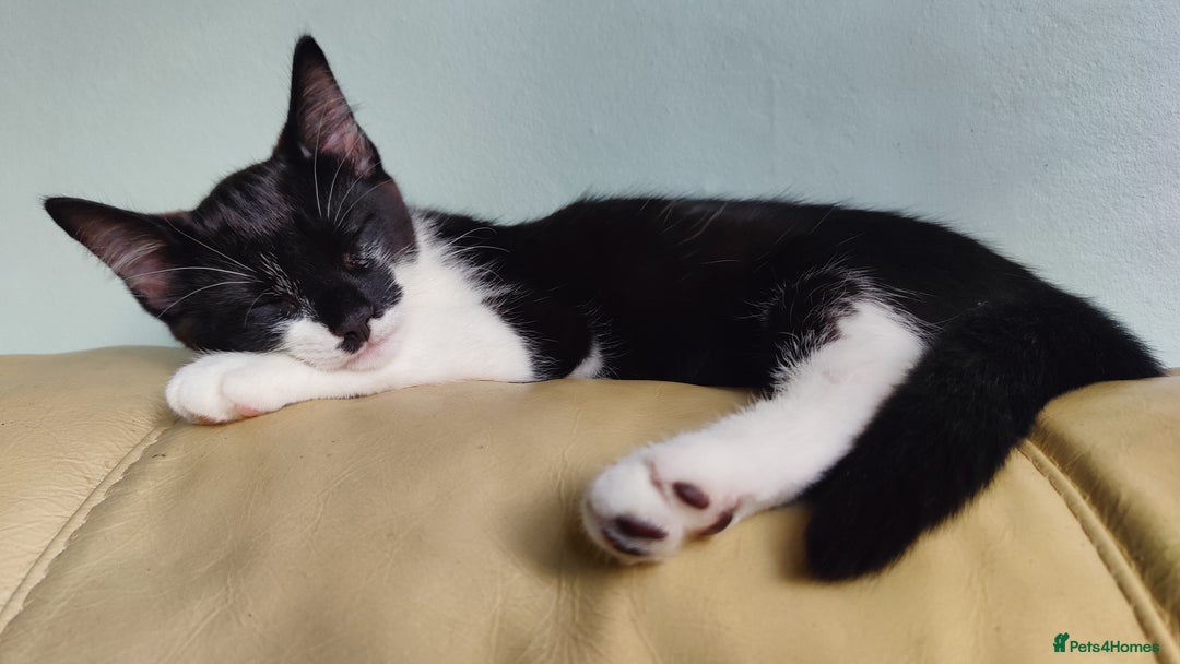 British Longhair cats for sale: Playful Tuxedo Kitten - Image 1