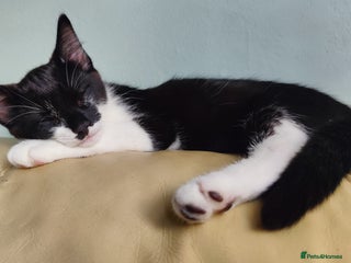 British Longhair cats - Advert 5