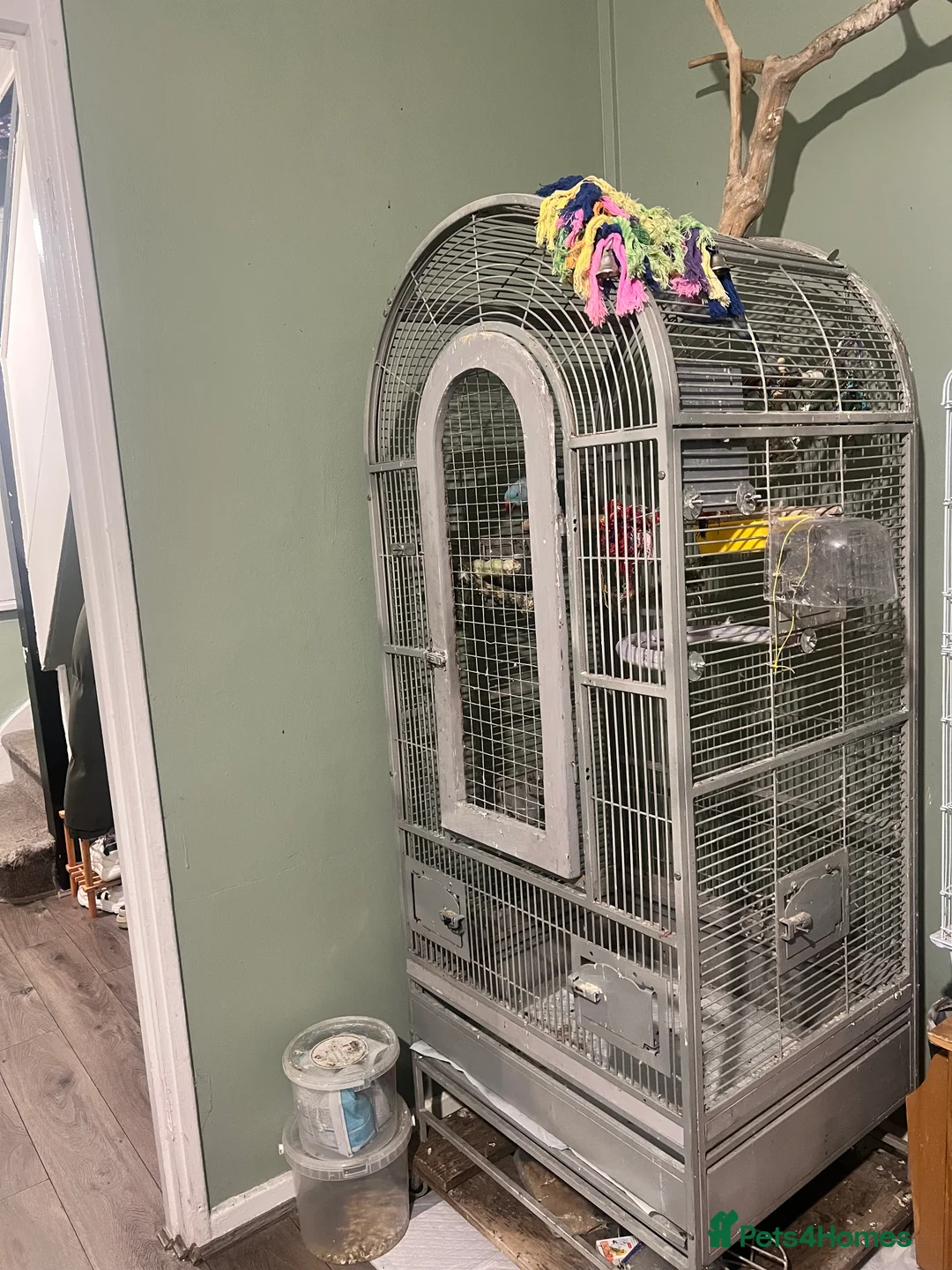 Ringnecks birds for sale: Bonded pair Indian Ringneck - Advert 12