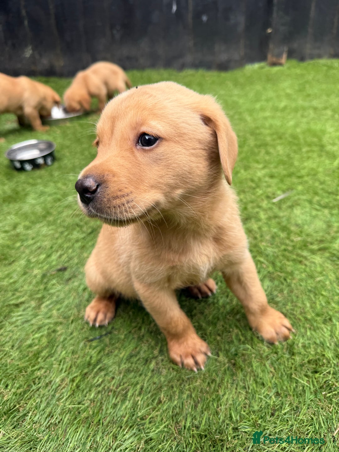 Labrador Retriever dogs for sale: Beautiful fox red Labrador pups - Image 9