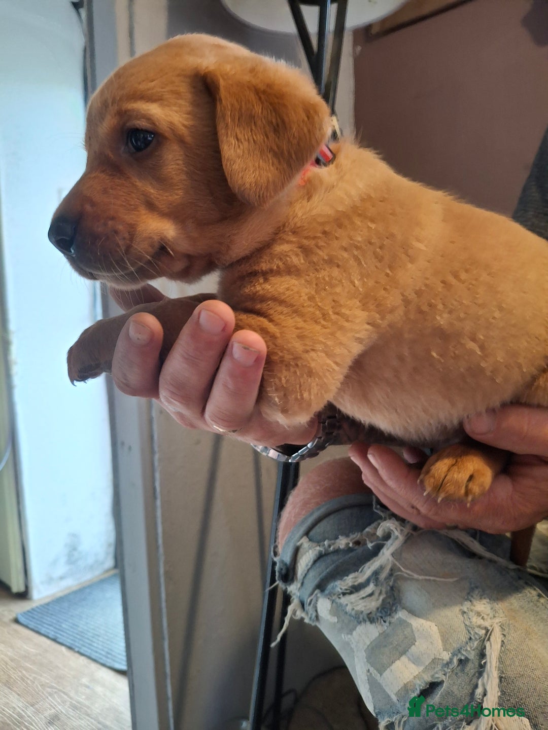 Labrador Retriever dogs for sale: Red 5th generation pedigree labrador  - Image 12