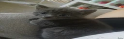 Mixed Breed cats for sale: 3 grey and white kittens  - Advert 4